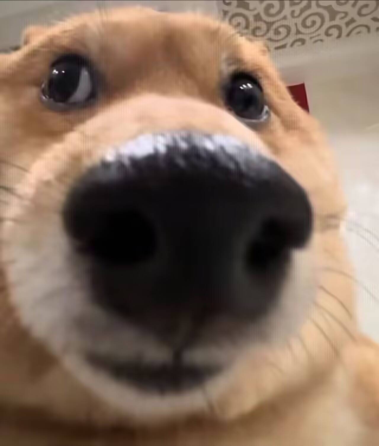 LoveFactor——“玉足拷问”评测!抽象古典设计重新复活,足交还是太难在倒模中复刻了....